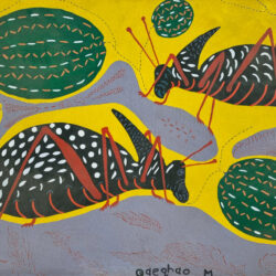 Qaeqhao Moses - Corn crickets eating wild melons 